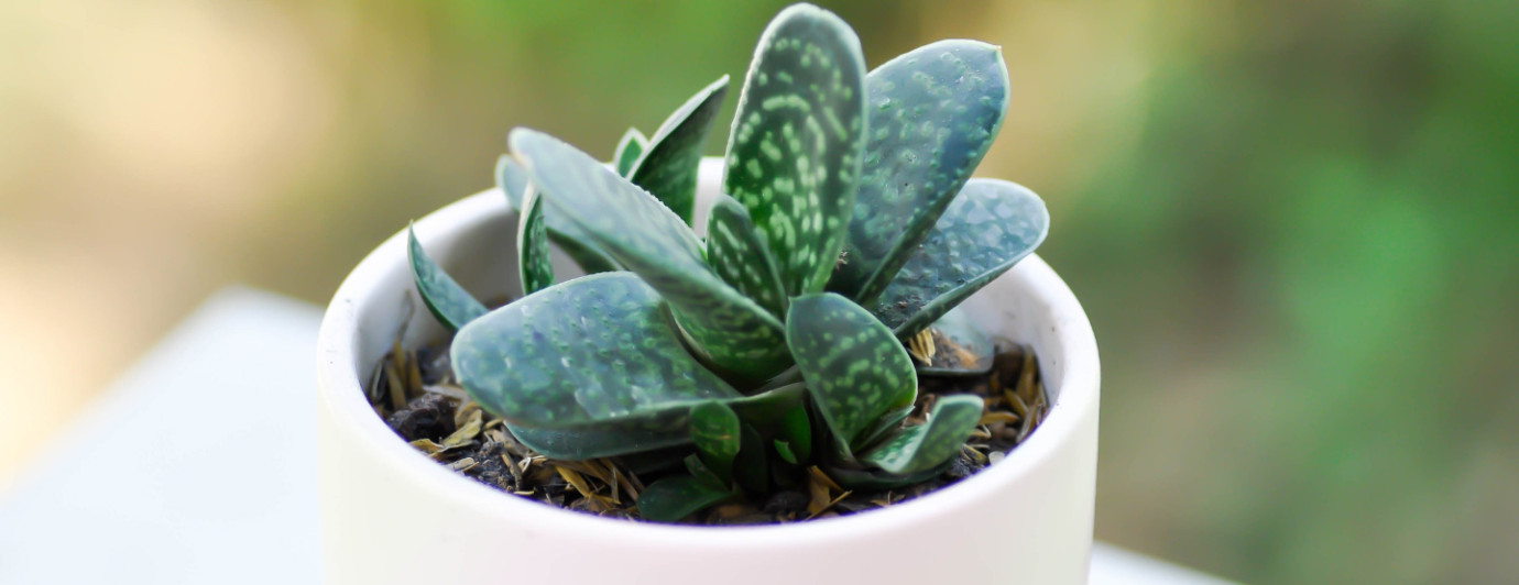 Gasteria – sukulentní pro domácí pěstování