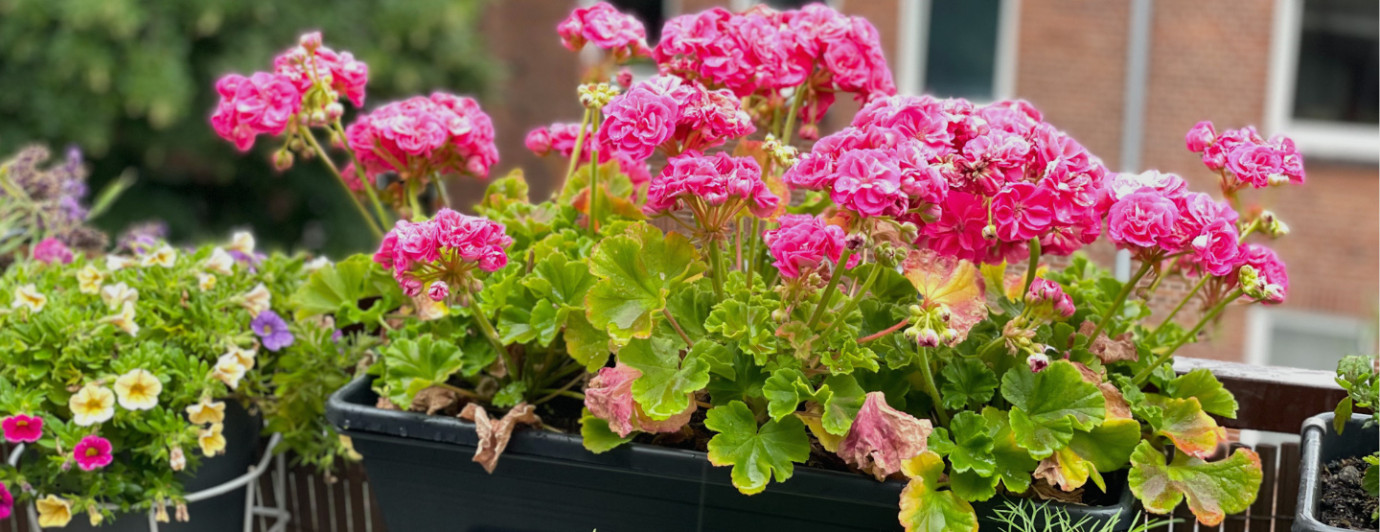 Geranium – královna balkonů