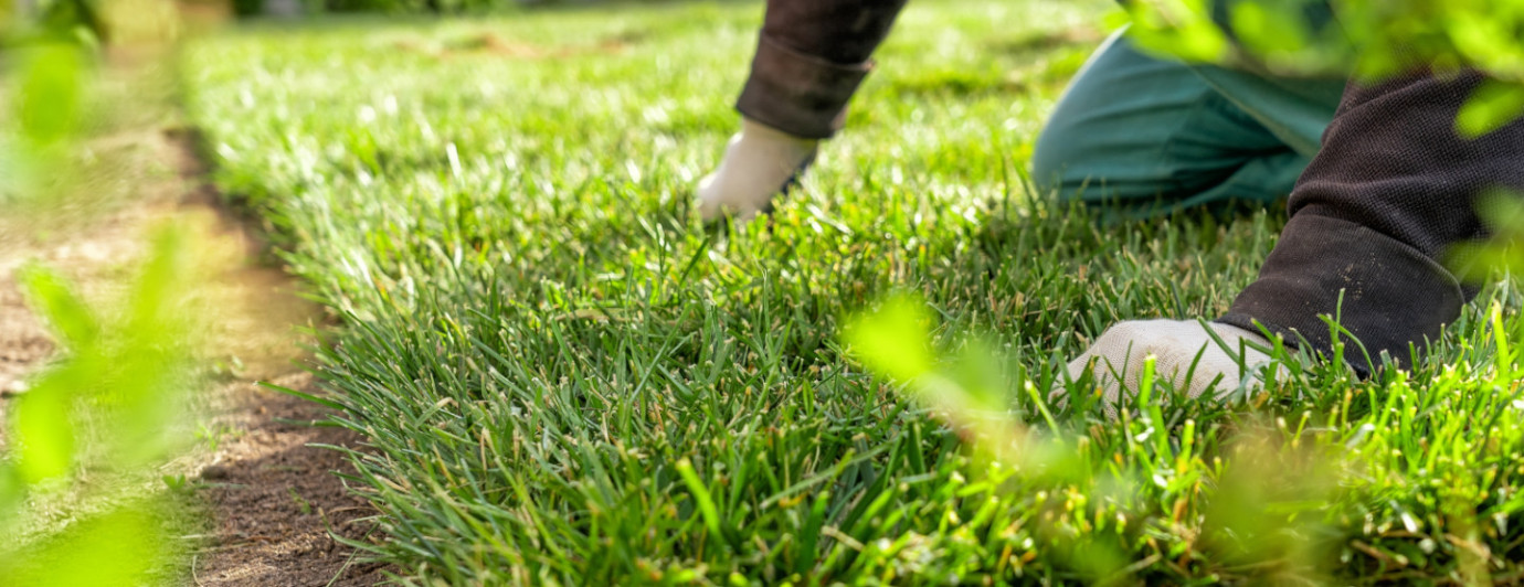 Zahradní trávník – jak založit, pečovat o něj a vybrat ten nejlepší druh?