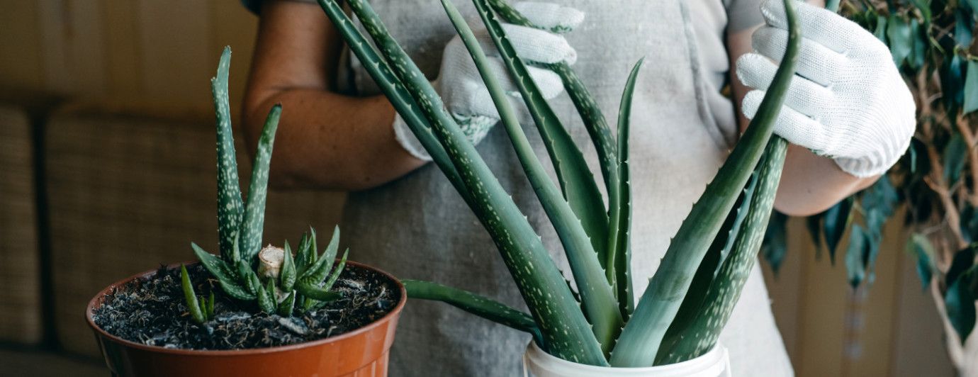 Pěstování aloe vera doma: tajemství péče krok za krokem