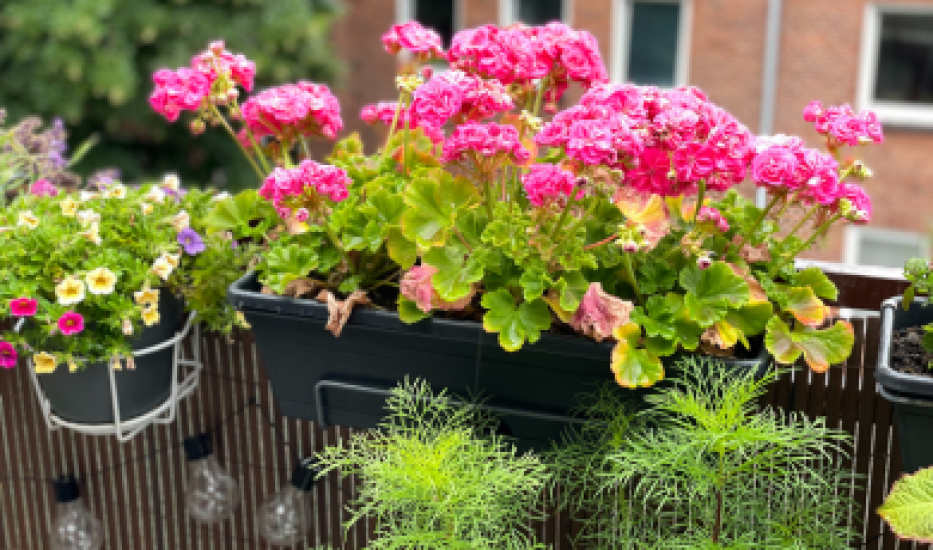 Geranium – královna balkonů