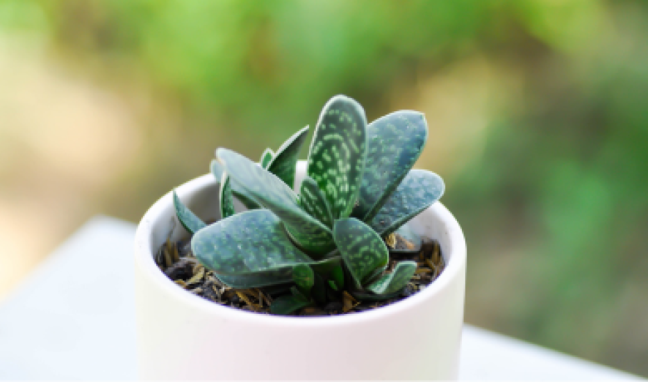 Gasteria – sukulentní pro domácí pěstování
