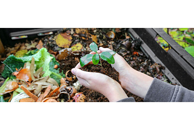 Hnojivo z brambor - přírodní způsob, jak zajistit zdravé zahradní rostliny