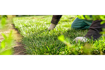 Zahradní trávník – jak založit, pečovat o něj a vybrat ten nejlepší druh?