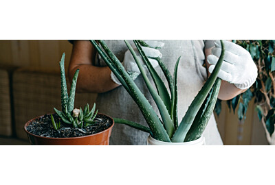 Pěstování aloe vera doma: tajemství péče krok za krokem