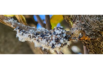 Bavlníkový červotoč - účinné metody kontroly a prevence