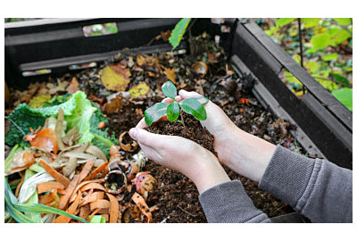 Hnojivo z brambor - přírodní způsob, jak zajistit zdravé zahradní rostliny