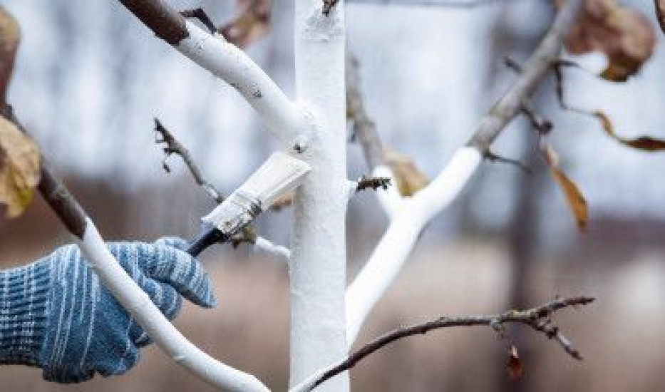 Zimní blanšírování stromů - ochrana proti mrazu a škůdcům