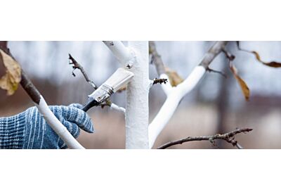 Zimní blanšírování stromů - ochrana proti mrazu a škůdcům