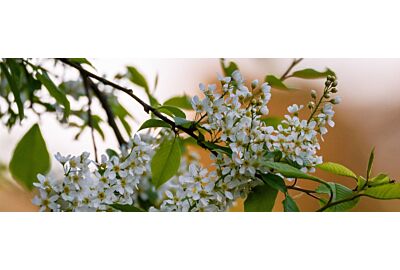 Černá třešeň v zahradě - pěstování a vlastnosti