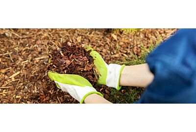 Proč je mulčování kůrou zahradnickou „nezbytností“?