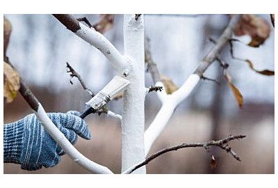 Zimní blanšírování stromů - ochrana proti mrazu a škůdcům