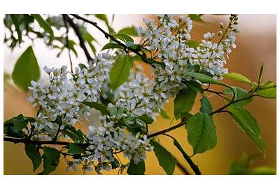 Černá třešeň v zahradě - pěstování a vlastnosti