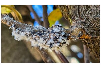 Bavlníkový červotoč - účinné metody kontroly a prevence
