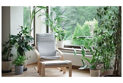 Jak pěstovat exotické rostliny doma?