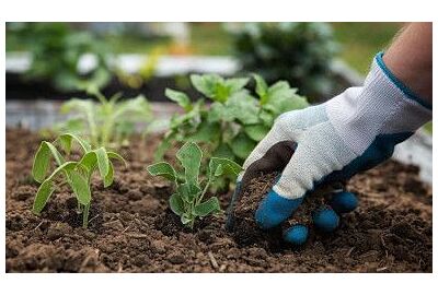 Jaké rostliny vysadit na podzim?