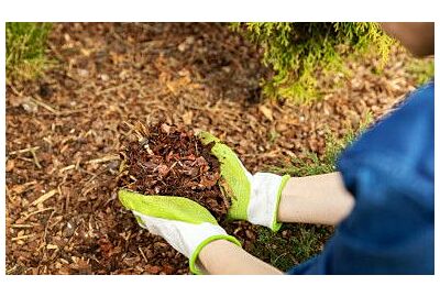 Proč je mulčování kůrou zahradnickou „nezbytností“?