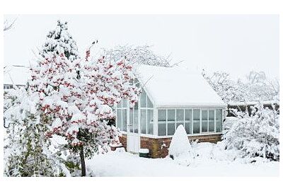 Které rostliny je nejlepší pěstovat v zimě ve skleníku?