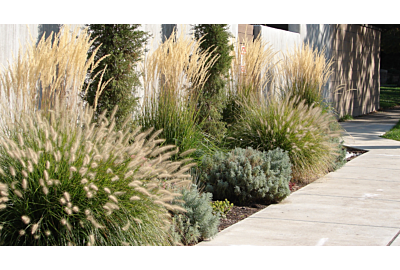 Jak se staráte o okrasné trávy v zimě?