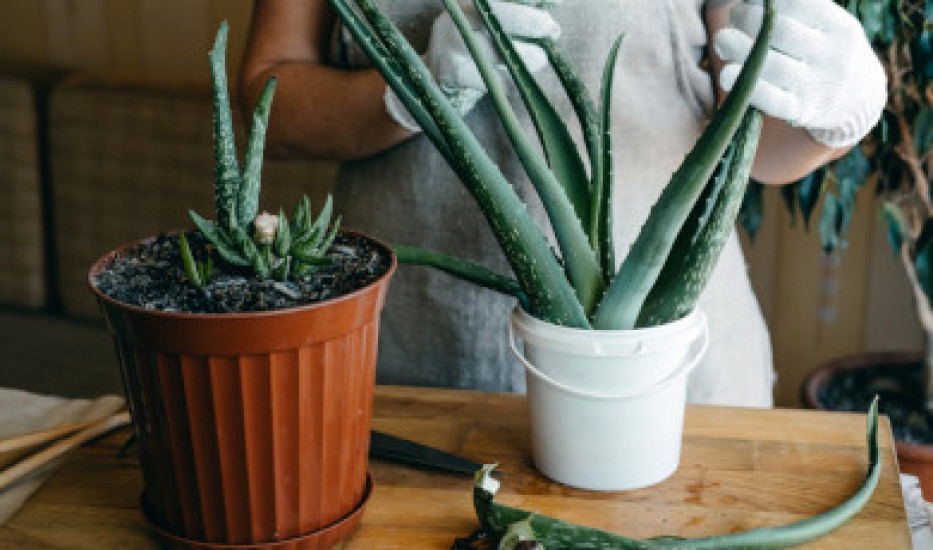 Pěstování aloe vera doma: tajemství péče krok za krokem