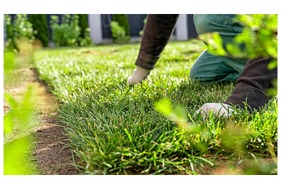 Zahradní trávník – jak založit, pečovat o něj a vybrat ten nejlepší druh?