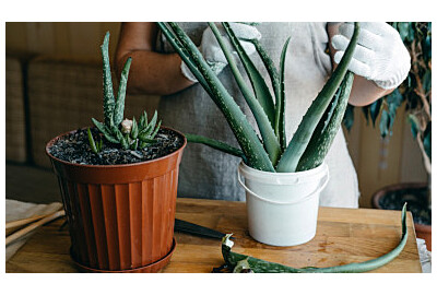 Pěstování aloe vera doma: tajemství péče krok za krokem