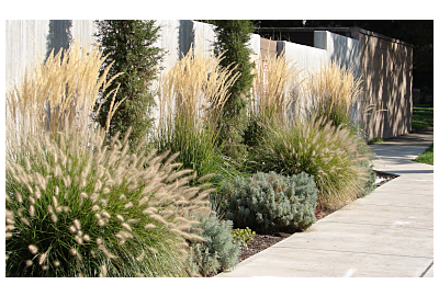 Jak se staráte o okrasné trávy v zimě?