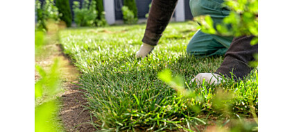 Zahradní trávník – jak založit, pečovat o něj a vybrat ten nejlepší druh?