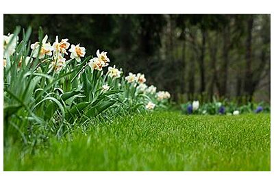 Jak pečovat o trávník v létě: správná péče o trávník