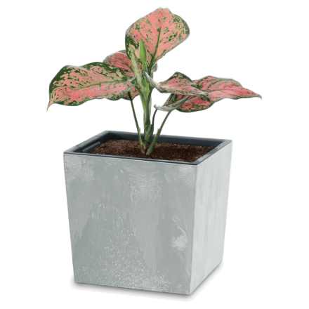 Urbi Square Low Concrete Effect hrnec 24x24x23,5cm beton - PROSPERPLAST