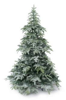 Choinka świerk talkowany FROSTINE, wysokość 240cm
