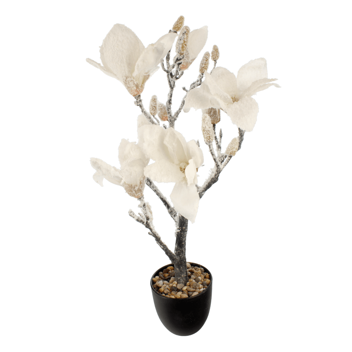 Sněžná magnólie v květináči GLORIA, 56 cm