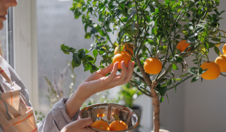 žena sb&iacute;raj&iacute;c&iacute; zral&eacute; plody z citrusovn&iacute;ku mandarinky