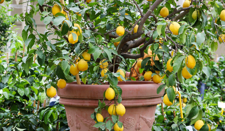 citrusovn&iacute;k v květin&aacute;či &ndash; citrony