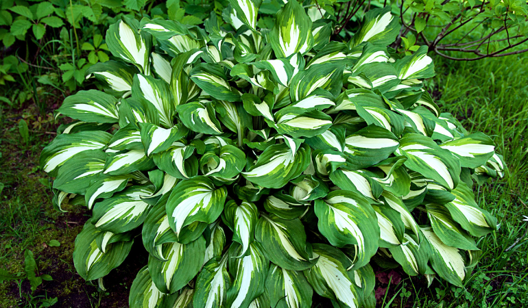 rostliny miluj&iacute;c&iacute; st&iacute;n v zahradě