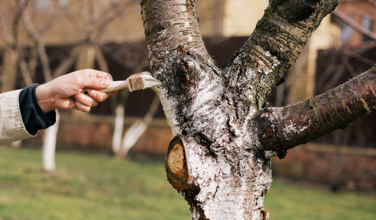 malowanie drzewa lipą przeciwko owadom w wiejskim ogrodzie