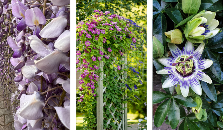 kvetouc&iacute; pop&iacute;nav&eacute; rostliny na pergoly, passiflora, clematis
