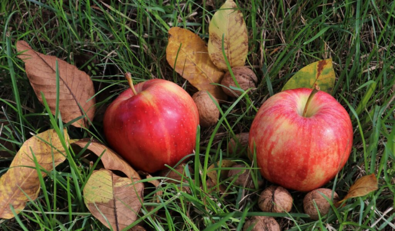 opadłe liscie z drzew i owoce na trawie