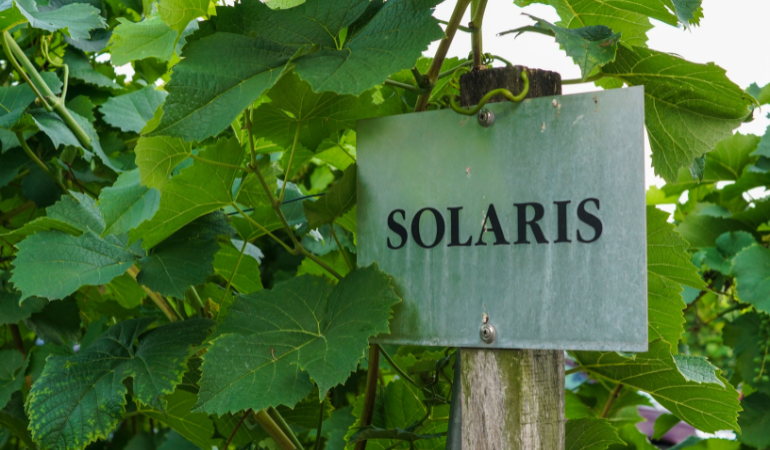 winogrona odmiana Solaris 