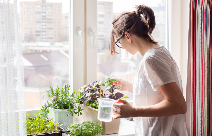 Žena zal&eacute;v&aacute; pokojov&eacute; rostliny a mikrogreens na parapetu. Pěstov&aacute;n&iacute; jedl&eacute; organick&eacute; bazalky, rukoly a mikrogreens zel&iacute; pro zdravou v&yacute;živu. Zahradničen&iacute; doma.