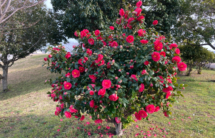 Camellia japonica lub kamelia japońska lub zielone drzewo tsubaki z r&oacute;żowymi kwitnącymi kwiatami