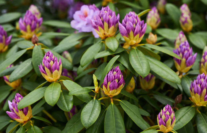 R&oacute;żanecznik Catawbiense Grandiflorum fioletowe kwiaty i pąki z bliska. Nazywa się Mountain Rosebay, fioletowy bluszcz, fioletowy laur, fioletowy rododendron, czerwony laur, Rosebay, Rosebay laurel