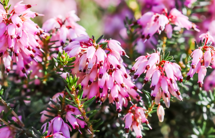 Kwiaty r&oacute;żowe Erica carnea (wrzosowisko zimowe) w ogrodzie jesienią 