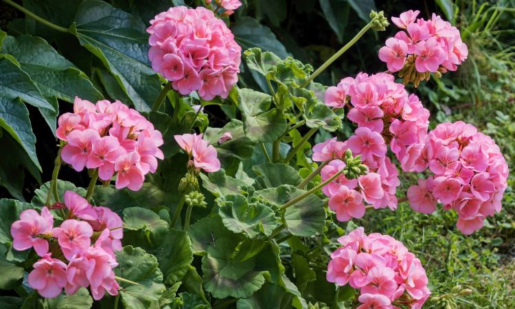 růžov&yacute; z&aacute;honov&yacute; mu&scaron;k&aacute;t Pelargonium zonale