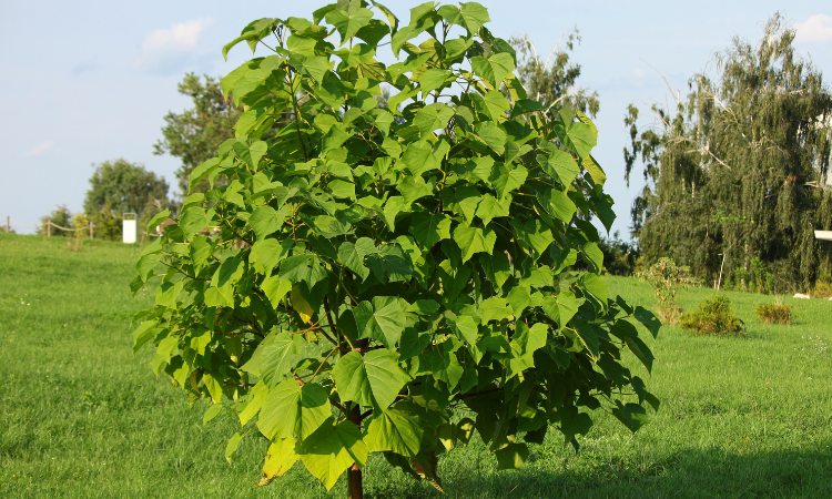 velk&yacute; oxytree v zahradě