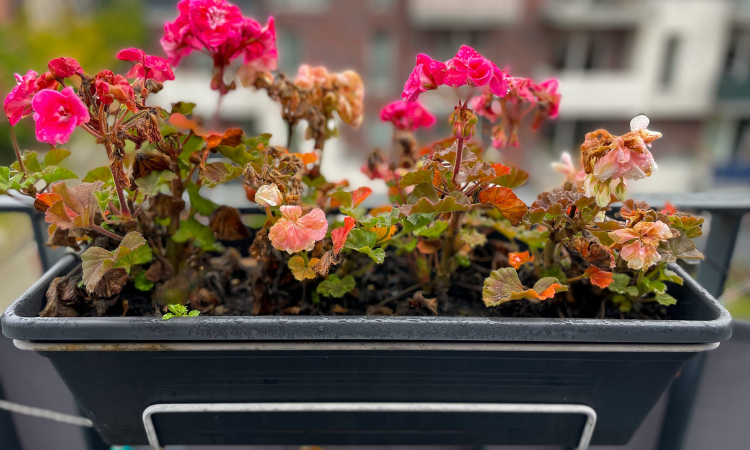 pelargonie napaden&eacute; &scaron;kůdci