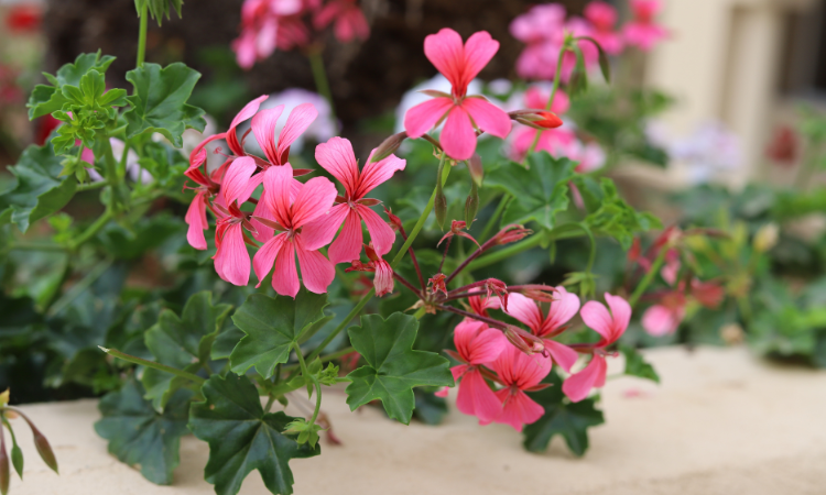 Pelargonie břečťanolist&aacute; (Pelargonium peltatum)