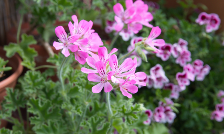 Voňav&aacute; pelargonie (Pelargonium graveolens)