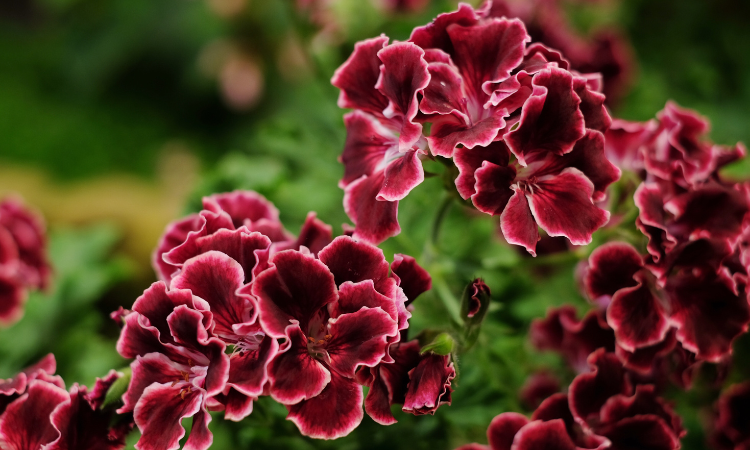 velkokvět&aacute; pelargonie (Pelargonium grandiflorum)