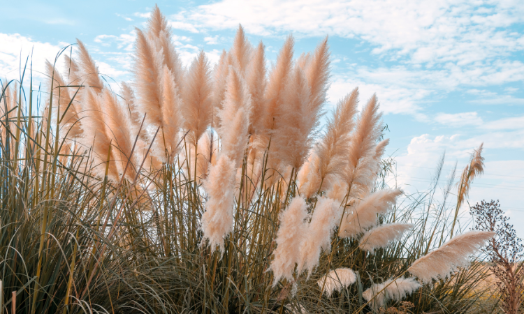 Pampov&aacute; tr&aacute;va (Cortaderia Selloana). Divok&aacute; tr&aacute;va rostouc&iacute; na poli s oblohou v pozad&iacute;